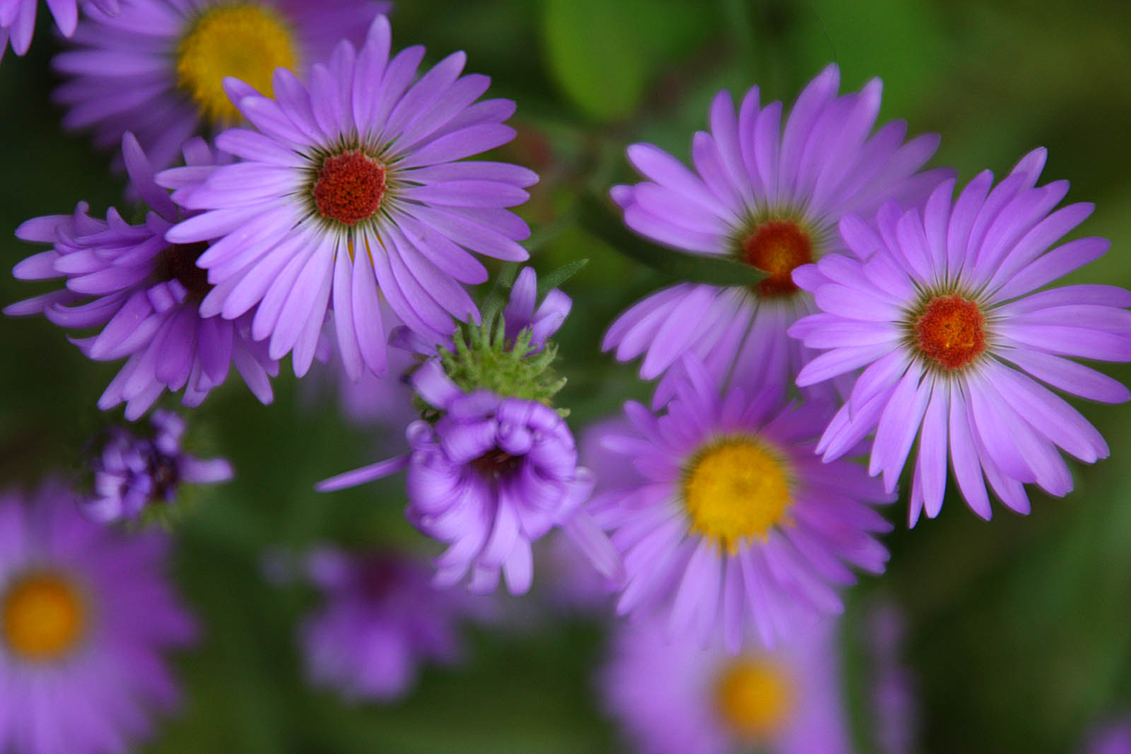 Lots Of Purple 